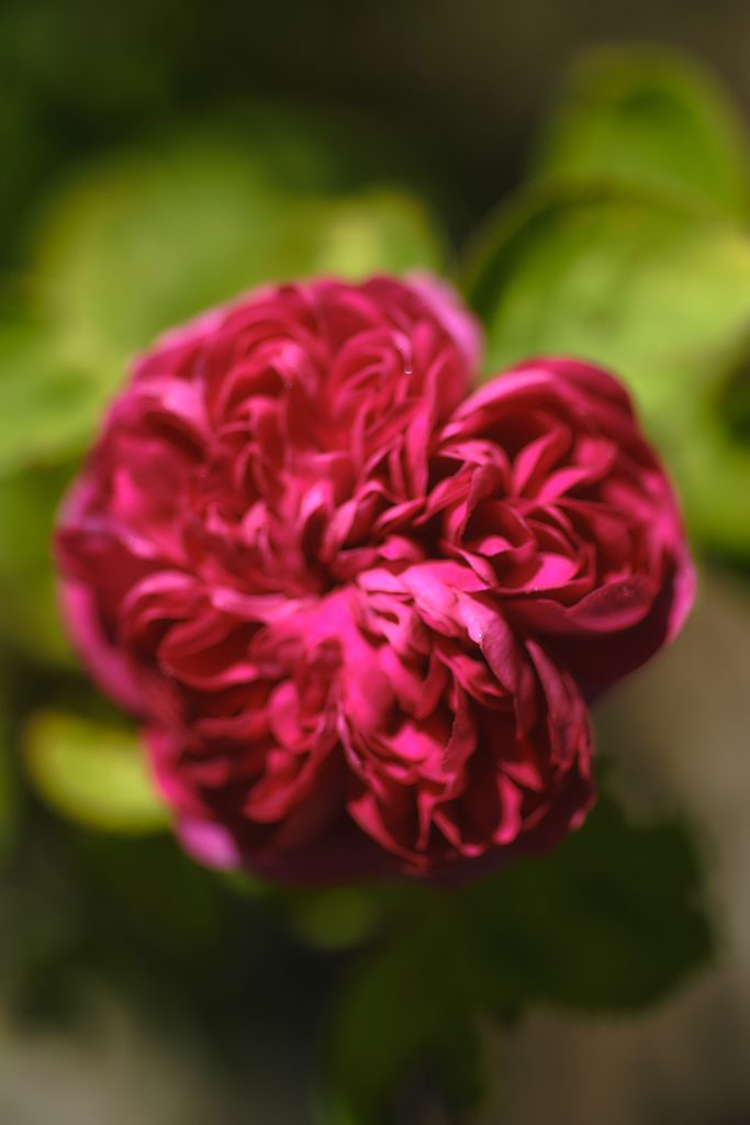 Rose de Damas - Bretagne